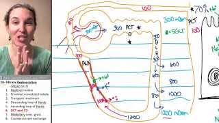 Reabsorption 6 Distal convoluted tubule amp collecting duct [upl. by Tome664]