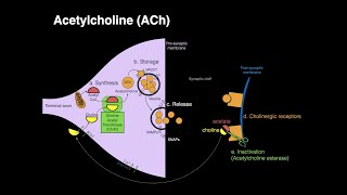 Acetylcholine ACh [upl. by Rasmussen401]