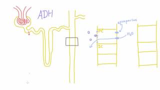 How does Antidiuretic Hormone ADH work [upl. by Ekaj]