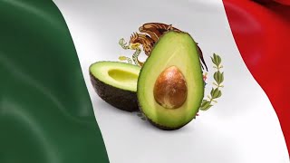 10 Hour of Avocados 🥑 From Mexico 🇲🇽 [upl. by Medrek119]