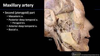 Infratemporal Fossa  Vasculature [upl. by Ware222]