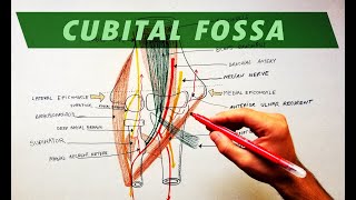 Cubital Fossa  Borders amp Contents  Anatomy Tutorial [upl. by Astra329]