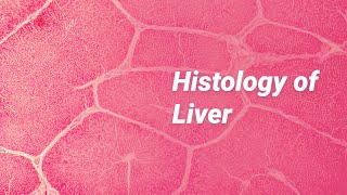 Histology of Liver [upl. by Troth680]