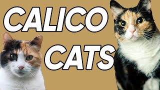 3 Fun and Fascinating Facts About Calicos [upl. by Ansaev]