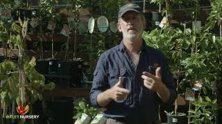 How to Control Pests amp Diseases on Citrus Trees [upl. by Leahpar]