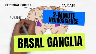 2Minute Neuroscience Basal Ganglia [upl. by Joette550]