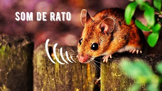 Som de Rato  Brown Rat Squeaking  Rattus Norvegicus [upl. by Navanod]