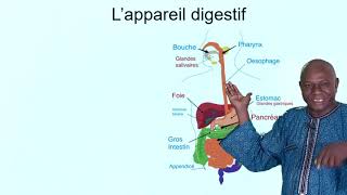 Lappareil digestif [upl. by Ahsinut]