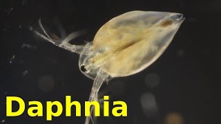 Daphnia [upl. by Rosabella]