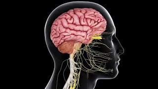 Physiology CNS  Motor  lecture 5  part 1  Basal Ganglia  DrNagi  Arabic [upl. by Siri]