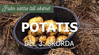 Potatis från sätta till skörd del 3 Skörda [upl. by Yahsan]