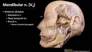 Infratemporal Fossa  Mandibular Nerve V3 [upl. by Pinkerton319]