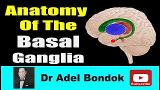 Anatomy of the Basal Ganglia Dr Adel Bondok [upl. by Osher]