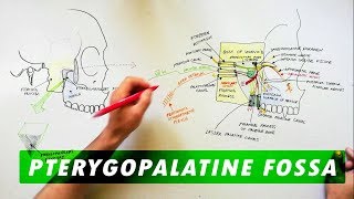 Pterygopalatine Fossa  Boundaries Communications amp Contents [upl. by Susanne404]