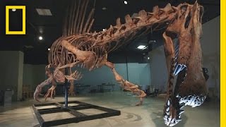 Bigger Than T rex Spinosaurus  National Geographic [upl. by End]