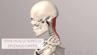 Splenius Capitis Spine Series 15 Neck Muscles 3D Animation [upl. by Enait]