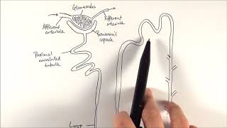 A2 Biology  Nephron structure OCR A Chapter 155 [upl. by Aryhs]