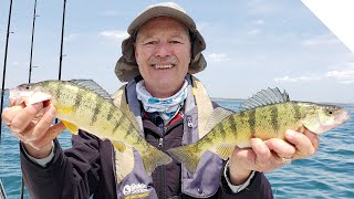 Perch Fishing with Live Minnows [upl. by Erdried]