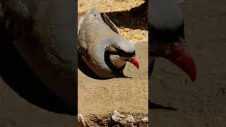 Beautiful Bird Partridge quotChakorquot [upl. by Maudie631]