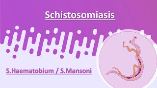 Schistosomiasis  SHaematobium  SMansoni [upl. by Annamaria]