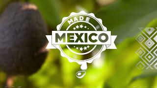 Avocados From Mexico Foodservice Collaboration [upl. by Artinad]