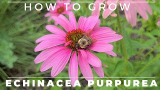 Complete Guide to Purple Coneflower  Echinacea purpurea [upl. by Seluj]