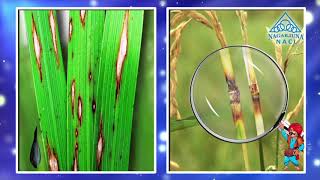 SIVIC Advanced Fungicide for Complete Paddy Blast Protection [upl. by Atsirhcal35]