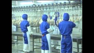 Poultry processing line working [upl. by Amekahs]