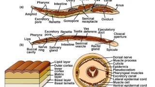 Phylum Nematoda Part 1 Notes [upl. by Rorie]