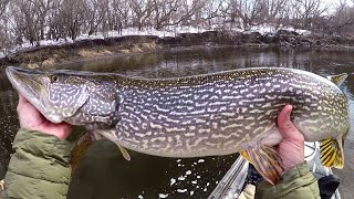 Spring Fishing For River Predators [upl. by Olcott974]