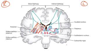 Basal Ganglia amp Dopaminergic Pathways for the USMLE Step 1 [upl. by Arikahs]