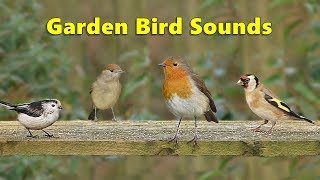 Garden Bird Sounds Spectacular  8 HOURS ✅ [upl. by Remmos]