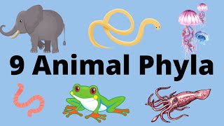 9 Main Animal Phyla [upl. by Enisaj131]