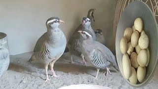 Chakor Egg tips about hatching  keklike partridges Eggs [upl. by Haugen249]