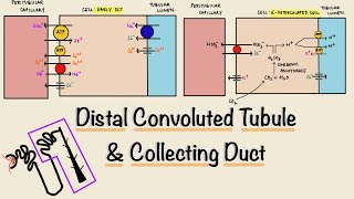 Distal Convoluted Tubule DCT  Collecting Duct  Nephron Transport  Renal Physiology [upl. by Sarat]