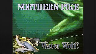 Northern Pike The Water Wolf FULL VIDEO [upl. by Barcellona]