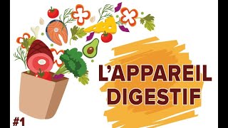 LAppareil Digestif  Santé 1  SVT Collège  Mathrix [upl. by Ingemar]