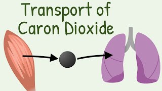 Transport of Carbon Dioxide in blood [upl. by Kostman163]