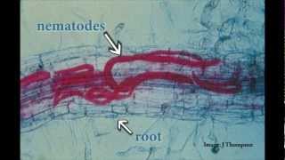 Understanding Root Lesion Nematodes [upl. by Robi]