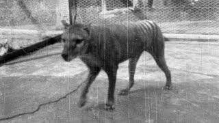 The last known Tasmanian Tiger [upl. by Ettari389]