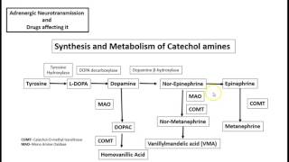 Sysnthesis and Metabolism of Catecholamines USMLE [upl. by Ssitruc]