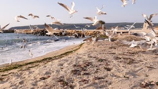 4K 1 Hour Sea Sounds Seagulls and Waves at Morning Beach [upl. by Bonns]