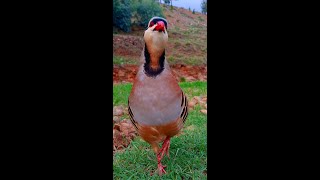 Chakor voiceChukar sounds [upl. by Golda239]