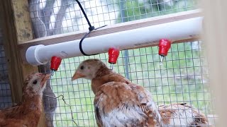 DIY PVC Pipe Chicken Waterer [upl. by Ihtac]