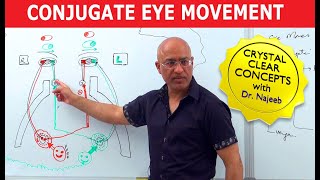 Saccades  Conjugate Eye Movement [upl. by Nirrok511]