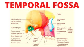 Temporal Fossa [upl. by Sivla]