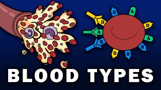 BLOOD TYPES  ABO and Rh Blood Group Systems [upl. by Tavish]