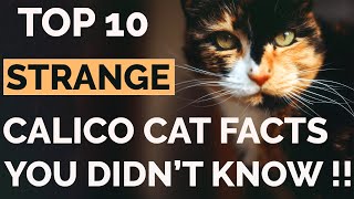 Top 10 Calico Cat Facts That Will Amaze You   Calico Cat Personality [upl. by Nanor]