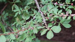 Burning bush Euonymus alatus  Plant Identification [upl. by Ecaroh]