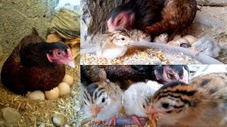 Hen Hatching Guinea Fowl Eggs  Chakor Eggs Hatching Time Partridge Eggs For Hatching Teetar Chicks [upl. by Krystalle]